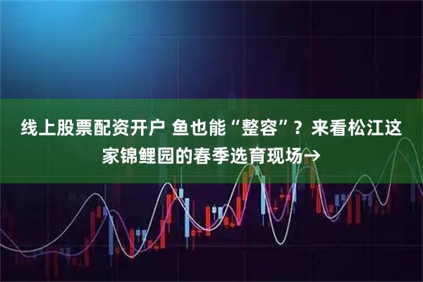 线上股票配资开户 鱼也能“整容”？来看松江这家锦鲤园的春季选育现场→
